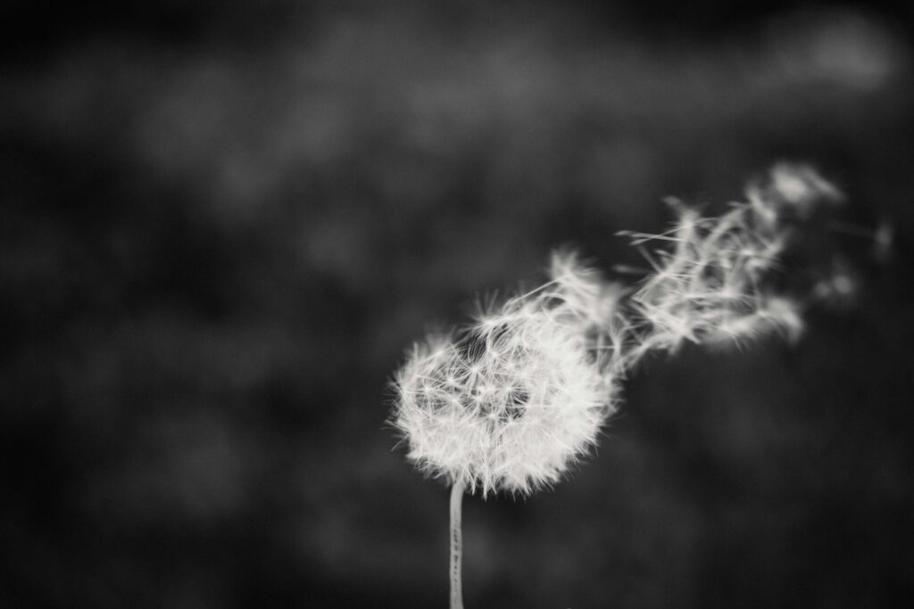 White fluffy dandelion on thin stem with seeds flying in wind on blurred background in daytime in countryside