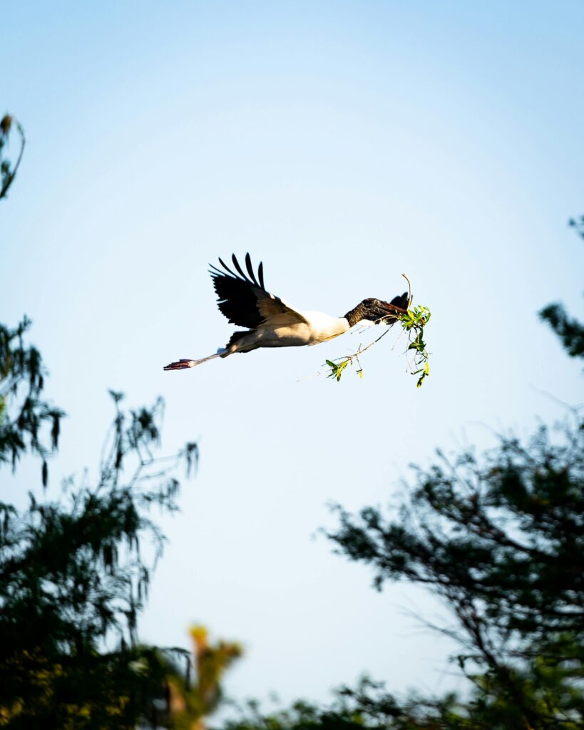 A stork carrying nesting material in flight among trees during daytime.